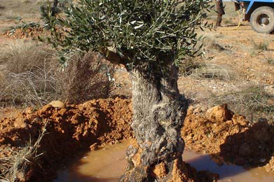 Trasplante de olivos A-66, Merida, Jardineria y Medio Ambiente